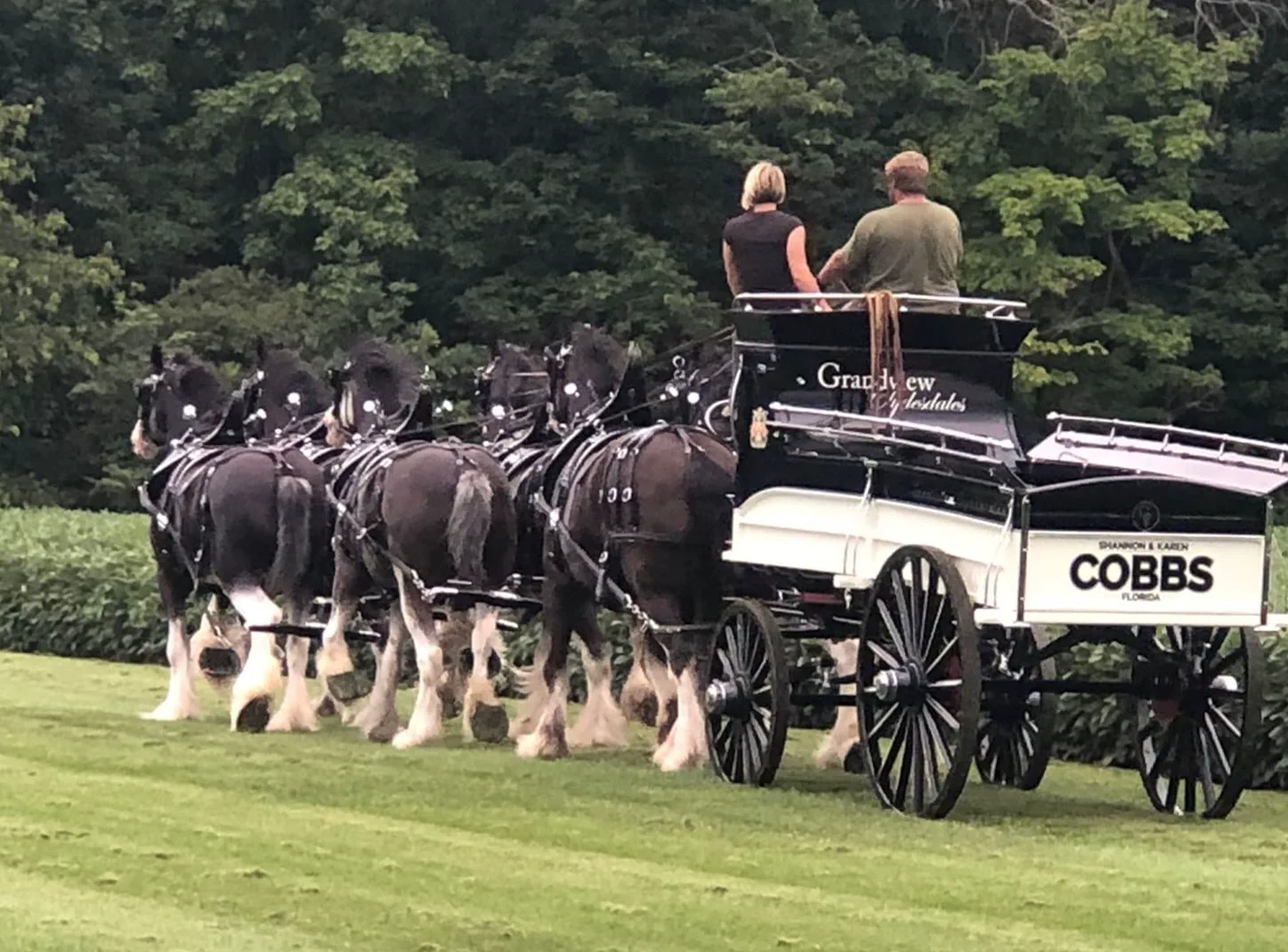 Clydesdales pulling a carriage at the Grandview Carriage Dinner Show