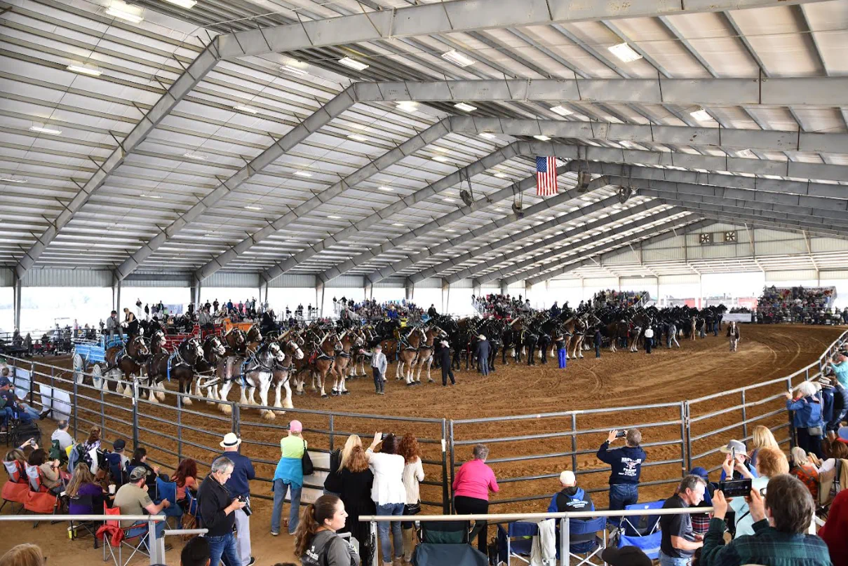 Clydesdales and spectators at the Grandview Invitational