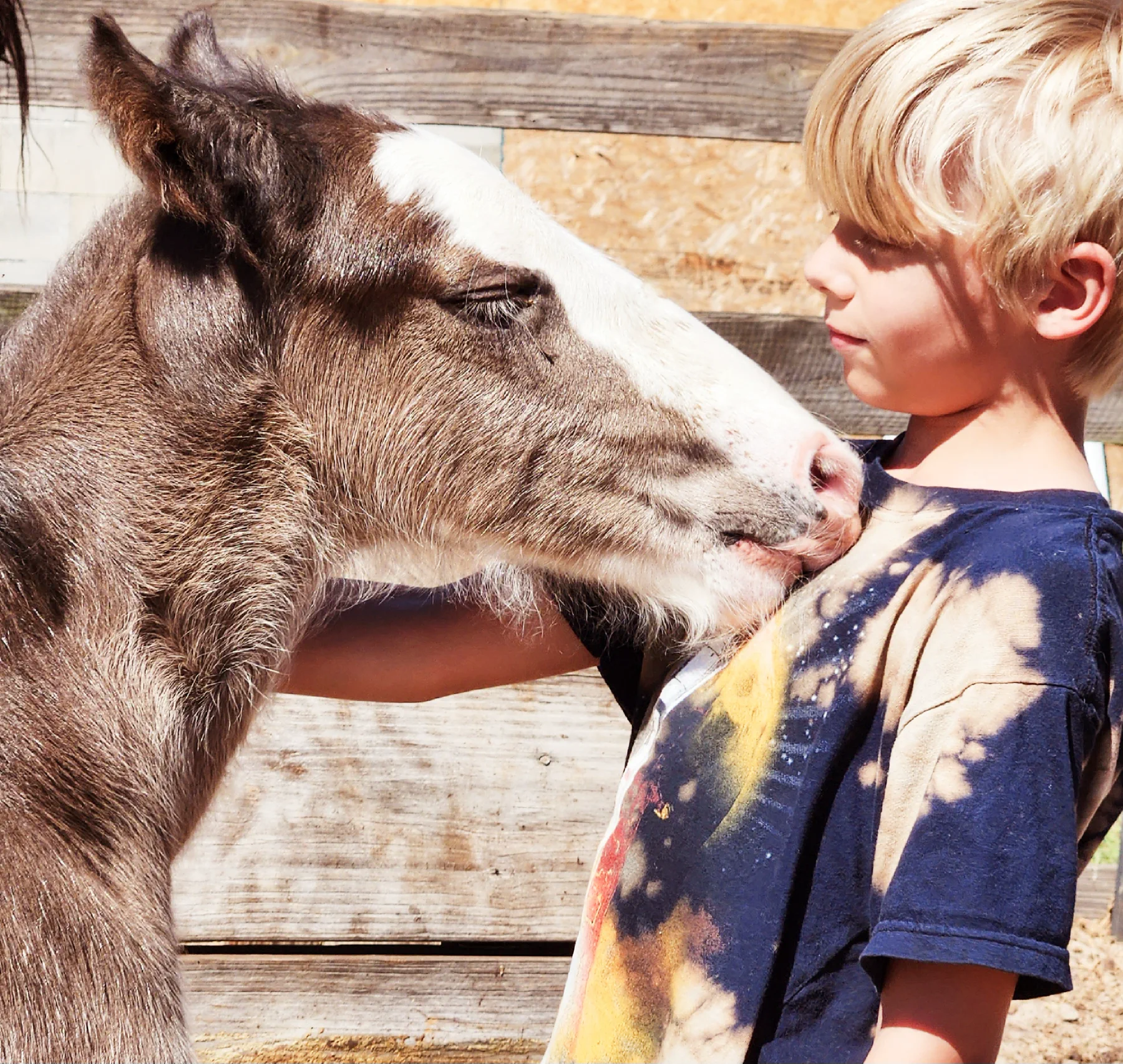 Child meeting a Clydesdale during a VIP experience