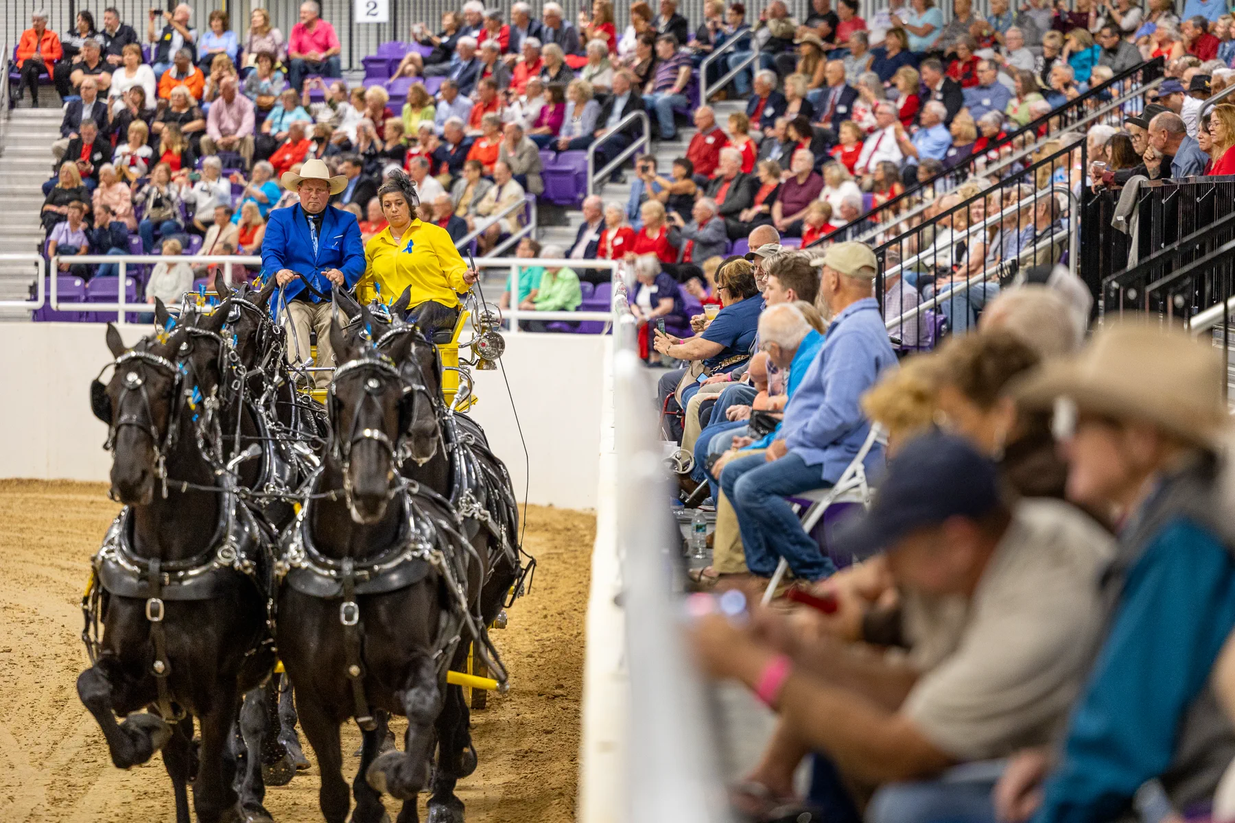 Clydesdales pulling a carriage before a crowd at Grandview World Nights