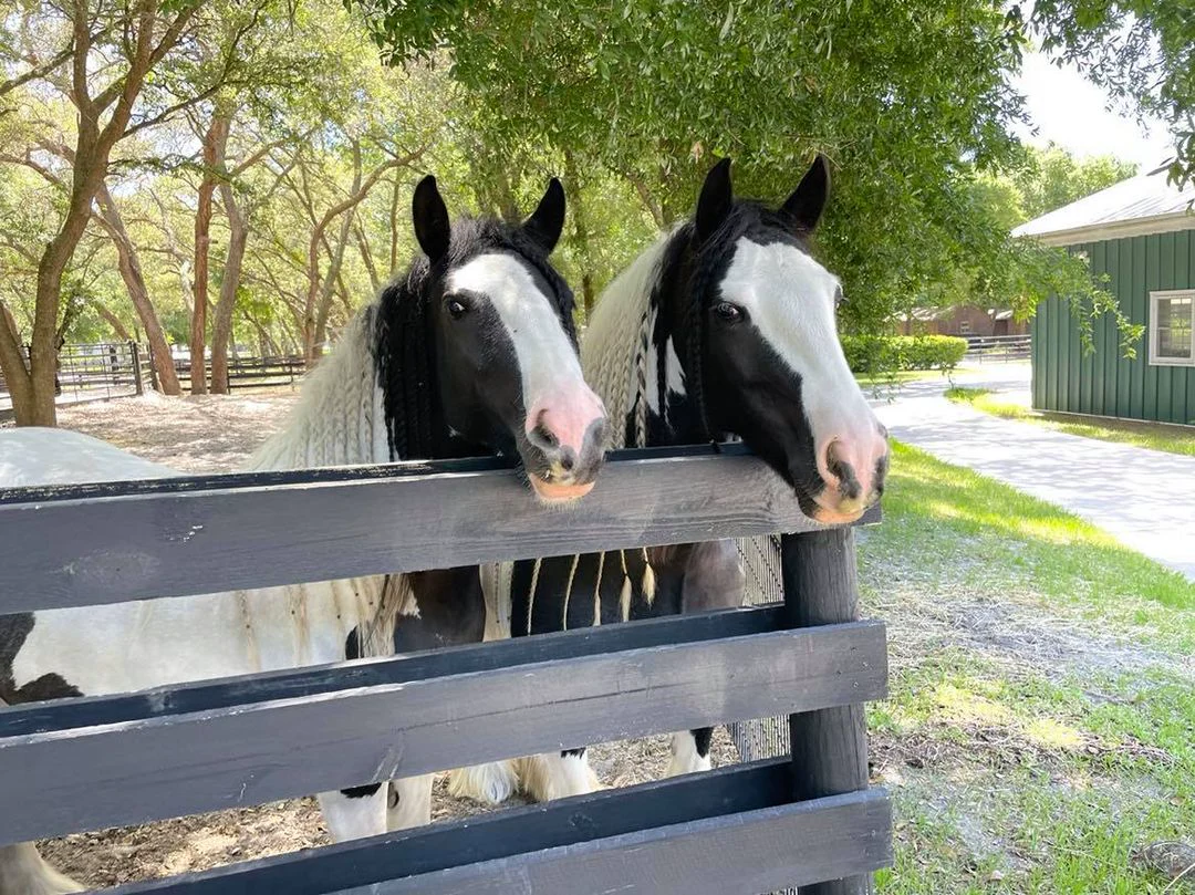 Two Gypsy Vanner horses looking over a fence at Gypsy Gold Farm