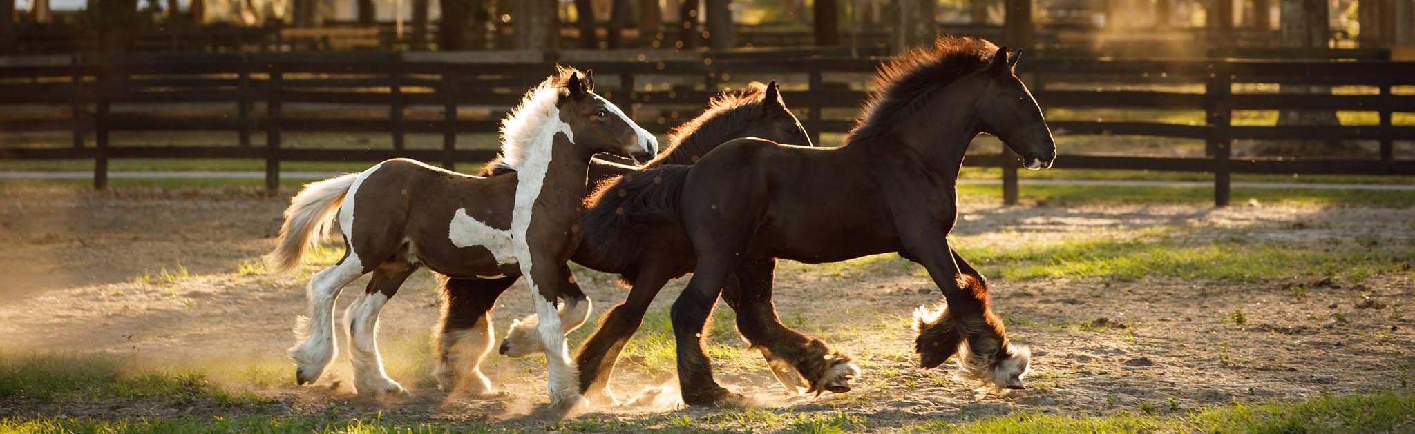 Gypsy Vanner horses running in a pasture at Gypsy Gold Farm