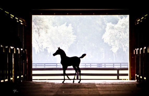 Silhouette of an Arabian horse in a barn doorway